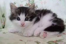 ノルウェージャンフォレストキャット【静岡県・男の子・2017年1月12日・ブラウンクラシックタビ-&ホワイト】の写真3