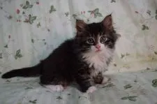 ノルウェージャンフォレストキャット【静岡県・男の子・2016年3月3日・ブラウンマッカレルタビ-&ホワイト】の写真3