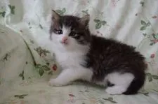 ノルウェージャンフォレストキャット【静岡県・男の子・2017年11月3日・ブラウンマッカレルタビ-&ホワイト】の写真3