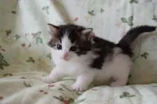 ノルウェージャンフォレストキャット【静岡県・女の子・2016年1月17日・ブラウンマッカレルタビ-&ホワイト】の写真3