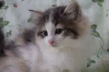 ノルウェージャンフォレストキャット【静岡県・女の子・2019年9月10日・ブル-パッチドマッカレルタビ-&ホワイト】の写真4「10月27日撮影しました。」