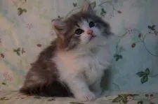 ノルウェージャンフォレストキャット【静岡県・男の子・2017年6月27日・ブル-マッカレルタビ-&ホワイト】の写真4