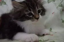 ノルウェージャンフォレストキャット【静岡県・女の子・2020年8月25日・ブラウンクラシックタビー&ホワイト】の写真4「10/16日に撮影しました。」