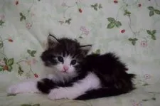 ノルウェージャンフォレストキャット【静岡県・男の子・2015年4月26日・ブラウンクラシックタビ-&ホワイト】の写真4「撮影　6月３日」