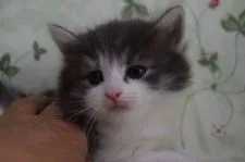 ノルウェージャンフォレストキャット【静岡県・女の子・2019年4月10日・ブル-マッカレルタビ-&ホワイト】の写真4「5月１１日に撮影しました。」