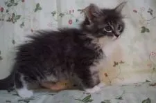 ノルウェージャンフォレストキャット【静岡県・女の子・2016年3月3日・ブル-マッカレルタビ-&ホワイト】の写真4