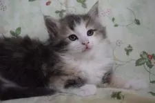 ノルウェージャンフォレストキャット【静岡県・女の子・2019年3月19日・ブルーパッチドマッカレルタビー&ホワイト】の写真4「5月5日に撮影しました。」