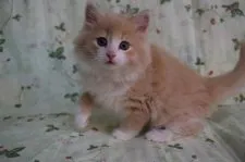 ノルウェージャンフォレストキャット【静岡県・男の子・2016年3月5日・クリ-ムマッカレルタビ-&ホワイト】の写真4