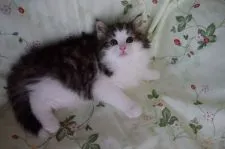 ノルウェージャンフォレストキャット【静岡県・男の子・2017年4月19日・ブラウンマッカレルタビ-&ホワイト】の写真4