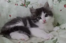 ノルウェージャンフォレストキャット【静岡県・男の子・2018年4月6日・ブル-マッカレルタビ-&ホワイト】の写真5「5/25日撮影」