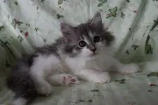 ノルウェージャンフォレストキャット【静岡県・女の子・2017年6月27日・ブル-マッカレルタビ-&ホワイト】の写真5