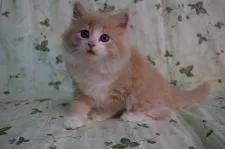 ノルウェージャンフォレストキャット【静岡県・男の子・2016年3月5日・クリ-ムマッカレルタビ-&ホワイト】の写真5