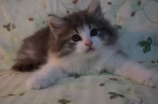 ノルウェージャンフォレストキャット【静岡県・男の子・2017年6月27日・ブル-マッカレルタビ-&ホワイト】の写真5