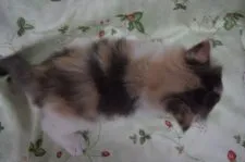 ノルウェージャンフォレストキャット【静岡県・女の子・2019年9月10日・ブル-パッチドマッカレルタビ-&ホワイト】の写真5「10月11日撮影しました。」