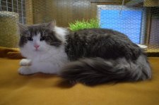 ノルウェージャンフォレストキャット【・男の子・2011年12月28日・BLUE　SILVER　MAC　TABBY＆WHI】