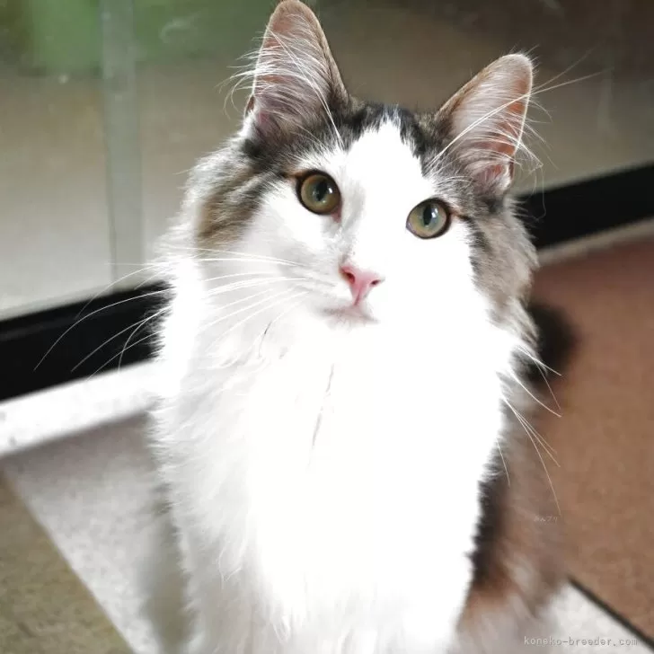 ID:2503-01510の子猫