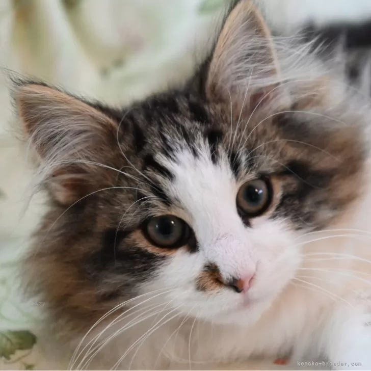 ID:2411-01649の子猫