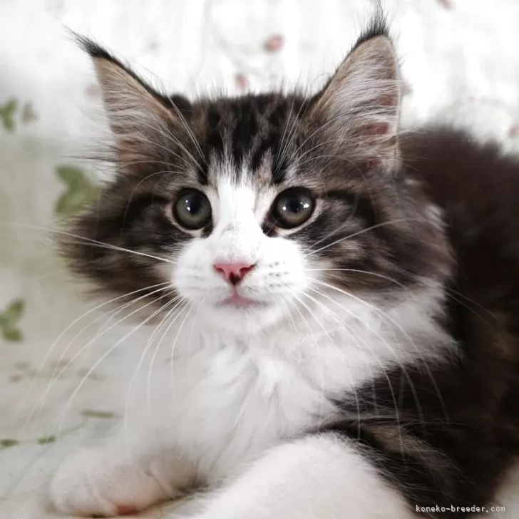 S.Y 様のお迎えした子猫