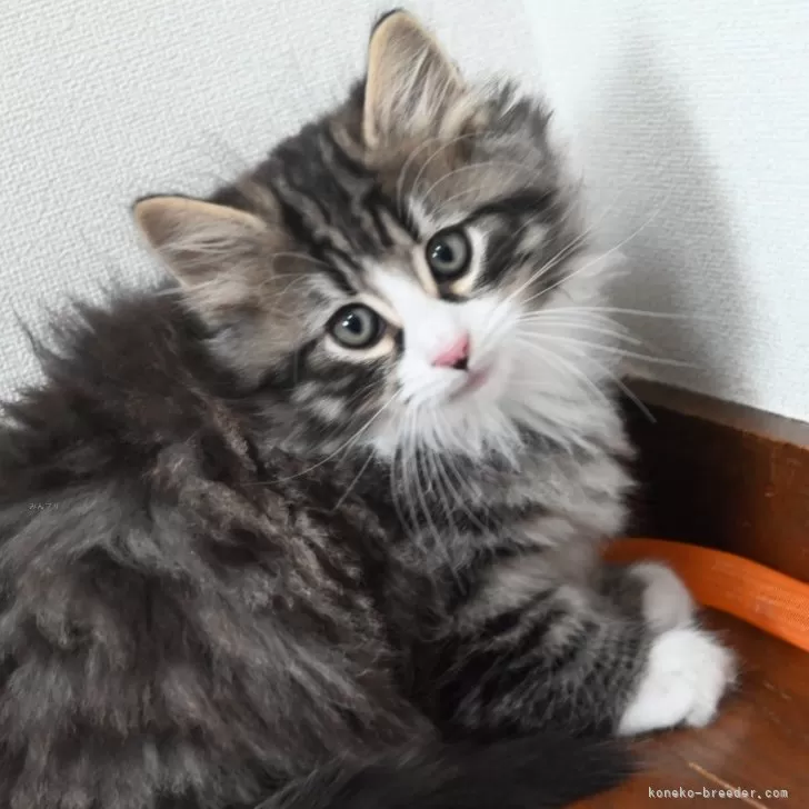 ID：2503-01512の子猫