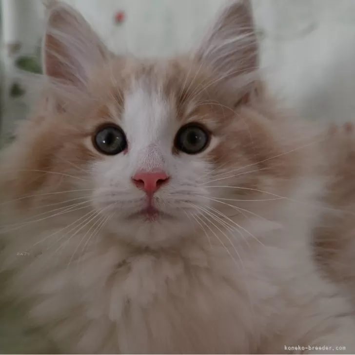 ID:2412-00635の子猫