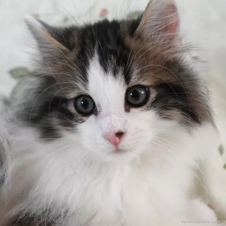 ID：2503-01509の子猫
