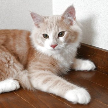 ノルウェージャンフォレストキャット【静岡県・男の子・2025年3月3日・クリ-ムマッカレルタビ-&ホワイト】の写真「クリ－ムの男の子です。前足ソックス履いてます。」