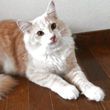 ノルウェージャンフォレストキャット【静岡県・男の子・2025年3月3日・クリ-ムマッカレルタビ-&ホワイト】の写真「クリ－ムの男の子です。前足ソックス履いてます。」