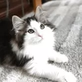 ノルウェージャンフォレストキャット