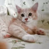 ノルウェージャンフォレストキャット