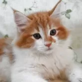 ノルウェージャンフォレストキャット