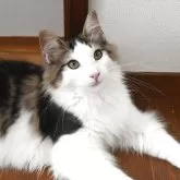 ノルウェージャンフォレストキャット