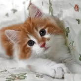 ノルウェージャンフォレストキャット