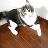 ノルウェージャンフォレストキャット
