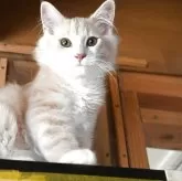 ノルウェージャンフォレストキャット