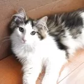 ノルウェージャンフォレストキャット