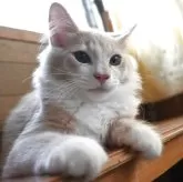ノルウェージャンフォレストキャット