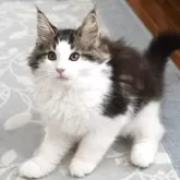 ノルウェージャンフォレストキャット