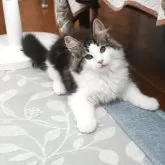 ノルウェージャンフォレストキャット