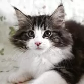 ノルウェージャンフォレストキャット