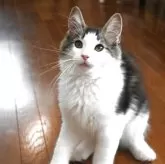 ノルウェージャンフォレストキャット