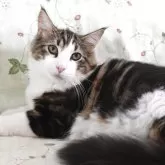 ノルウェージャンフォレストキャット
