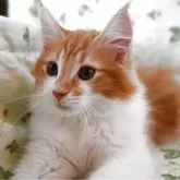 ノルウェージャンフォレストキャット