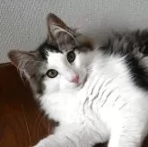 ノルウェージャンフォレストキャット