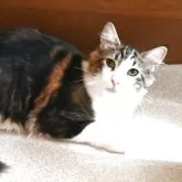 ノルウェージャンフォレストキャット