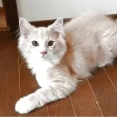 ノルウェージャンフォレストキャット