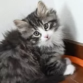 ノルウェージャンフォレストキャット【静岡県・男の子・2025年2月15日・ブラウンマッカレルタビ-&ホワイト】の写真1「ワクチン接種、マイクロチップの装着済み見学後気に入られれば連れて帰れます。」