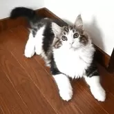 ノルウェージャンフォレストキャット