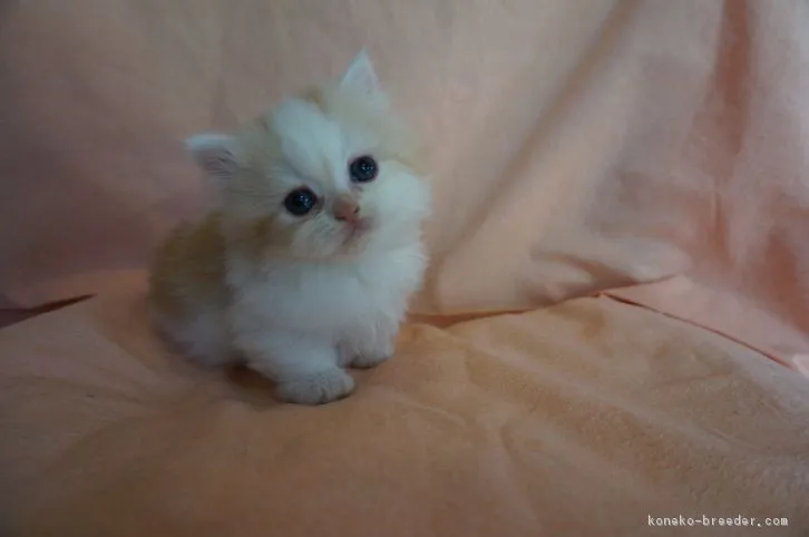 ID：1603-00652の子猫