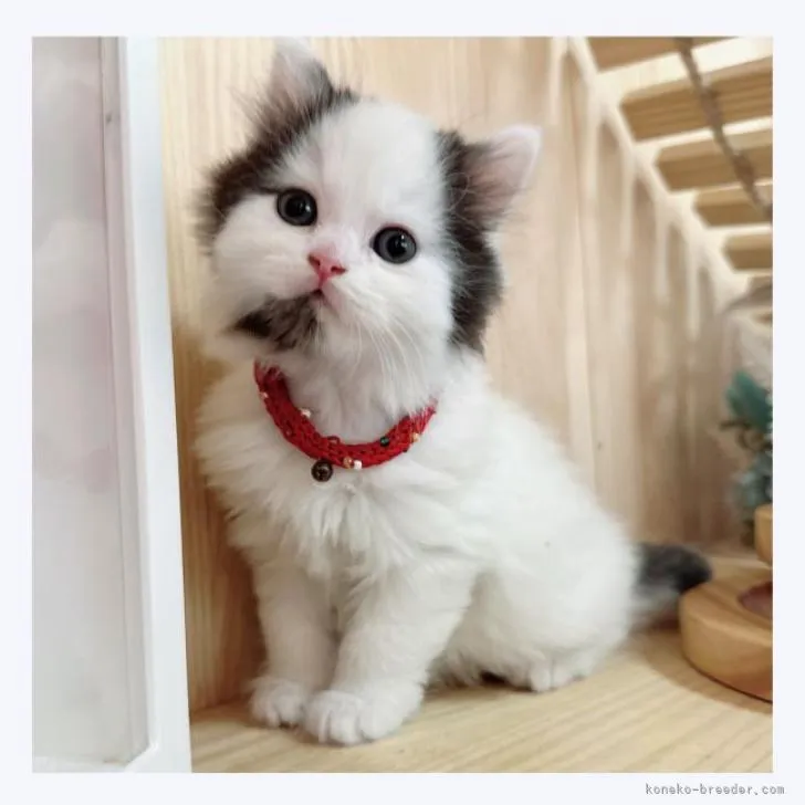 ID：2210-02019の子猫