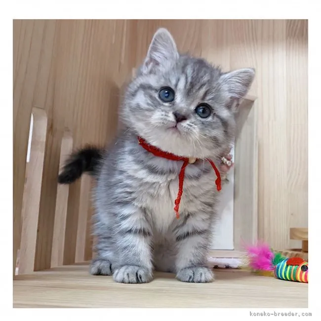 ID：2112-00169の子猫